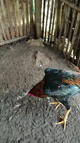 akhirnya 💃 #ayambangkok #pakhoyfullbrakot #bkselatan #bangkokklasik 