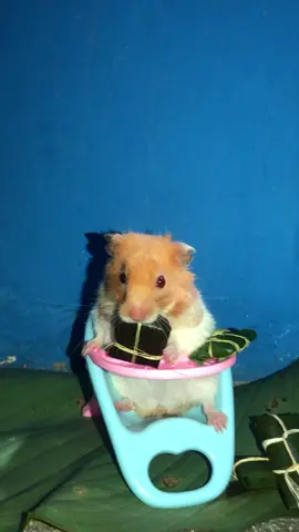 Ya están listos los tamales 🎀🧸 #paratiiiiiiiiiiiiiiiiiiiiiiiiiiiiiii #hamster #mascota #fby #navidad 