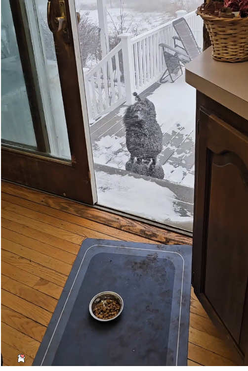 Dog in snow ❄️🐶🤣😂🤪🥰#usa #animals #funnyvideos #funnymoments #pet #fyp #dogsoftiktok #funnydog #dog #snow 