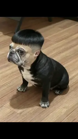 #จ่ายแพงไปทำไม #ทาสแมวของแทร่ #Viralcattiktoks #แมวที่เล่นกีต้าร์ได้นิดหน่อย #คลิปนี้ต้องฟีด  