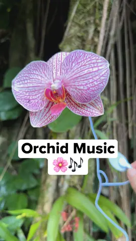 Orchids often grow on trees or rocks, using thick aerial roots to absorb moisture and nutrients from the air. We found this orchid in Hawaii and connected it to our device to translate tiny electrical shifts in its leaf into sound.   You'll notice harmonious notes sliding and interlocking as the plant's activity shifts. A minimalist melody from a highly evolved flower. What do you think of the sound? #naturelover #beautifulnature #Outdoors #orchid #flowers 