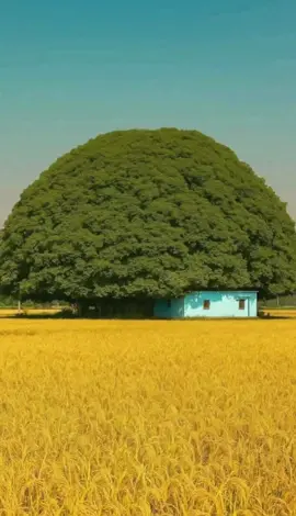 #قال_رسول_الله_عليه_الصلاة_والسلام #صدق_رسول_الله_صل_الله_عليه_على_اله_وسلم 