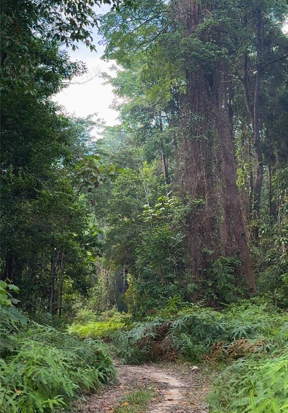 Jalan-jalan virtual dulu di hutannya tesso nilo 🥰🍃 #tessonilo #gajahsumatera #savetessonilo 