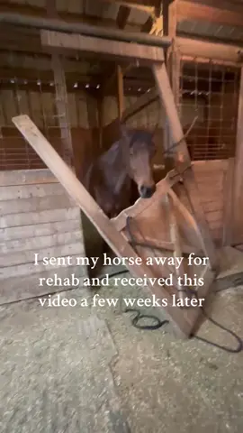 Just a walking vet bill. And this is a sturdy barn! #fypシ #horsesontiktok #crazyhorse 
