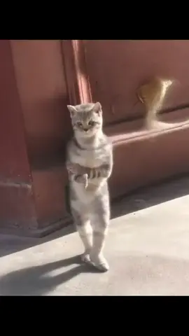 Scottish straight cool performance 