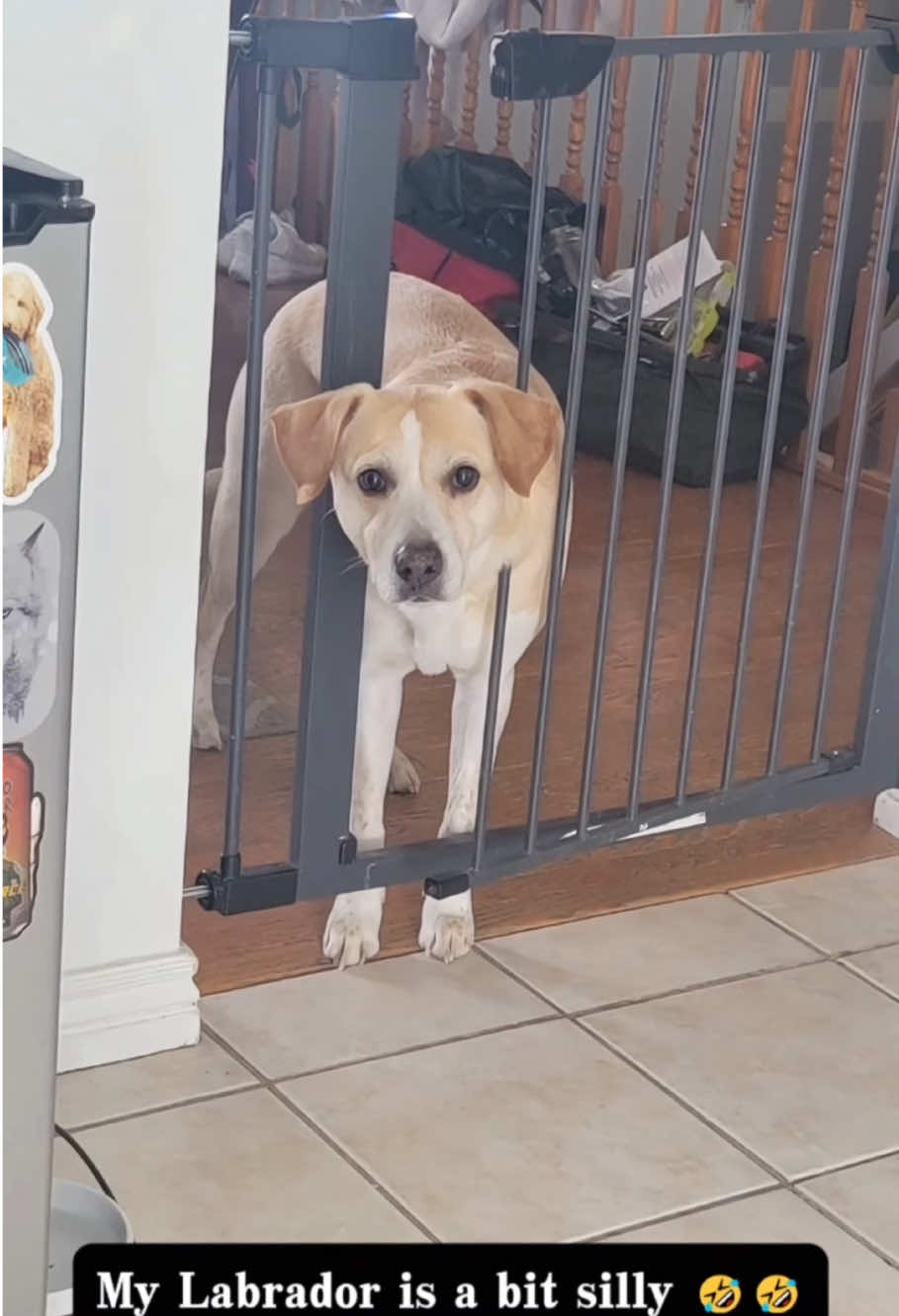 Funny Labrador 🤣🐾#viral #tiktok #dog #funny #fyp 