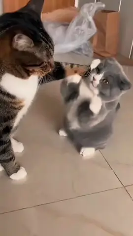 Lagi di ruqiyah biar ngga ngereog lagi 🗿 #kucing #kucinggemoy #kucingoren #kucinglucu #kucingviral 