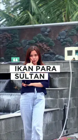 Pesona ikan para sultan🤑 #koi #ikan #koiberkualitas #ikankoi #azukari 