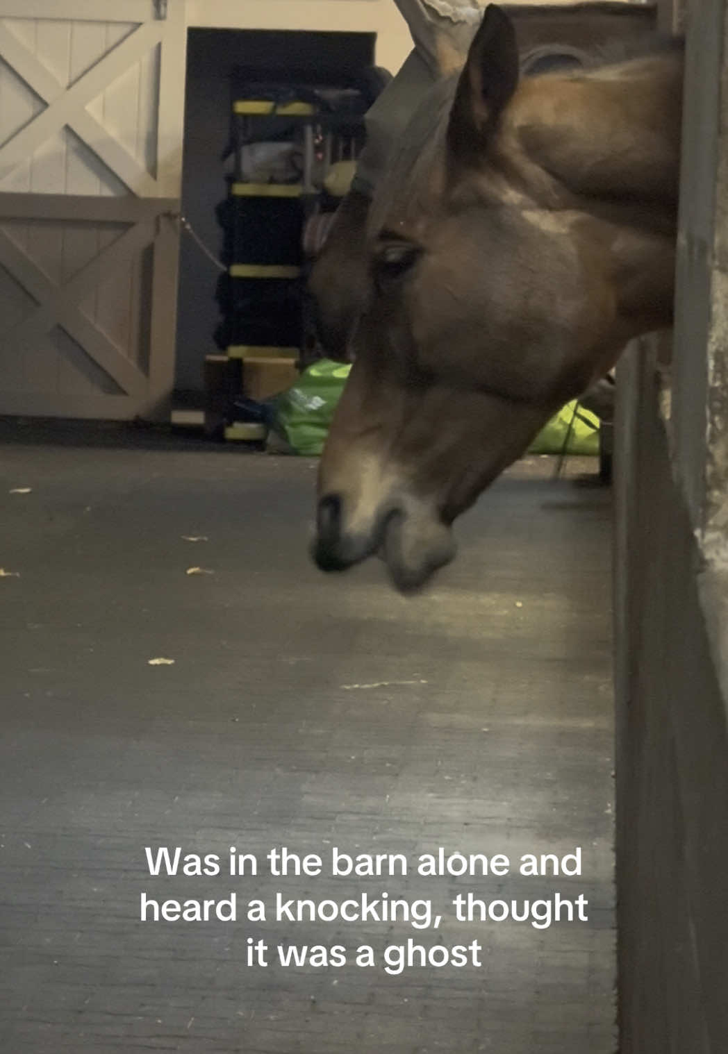 Even my dog started barking #horse #horses #horsetok #horsesoftiktok #warmblood #ocala 