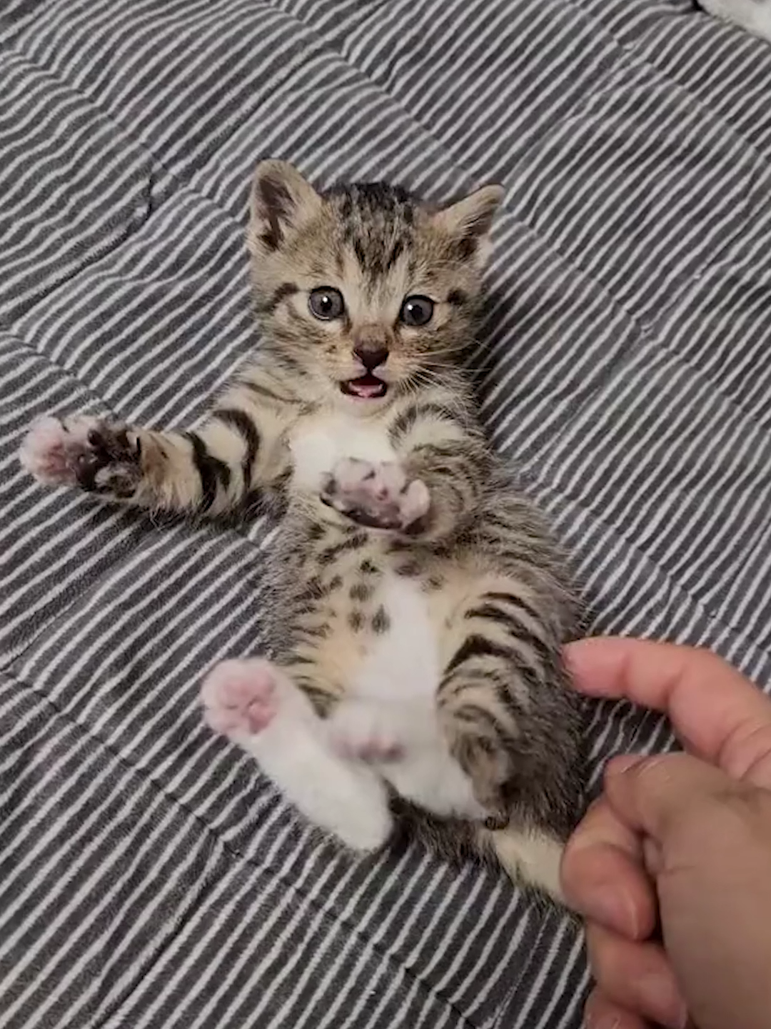 #cat #catsoftiktok #animal #PetsOfTikTok