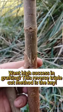Want high success in grafting? This reverse triple cut method is the key! #planting #planttips #agriculture #grafting #garden