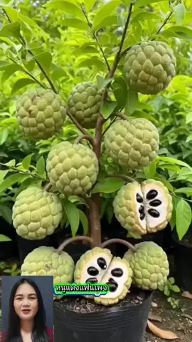 บ่น่าเชื่oแม่นอยู่บ่ 