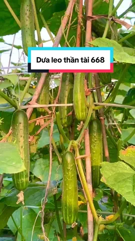 Dưa leo Thần Tài 668 quả từ thân lên tới ngọn, hễ có hoa là có trái. Cây khỏe, sai quả khỏi chê!😎 #xuhuong #thinhhanh #hatgiongisa #dualeo #dualeo668 #hatgiong