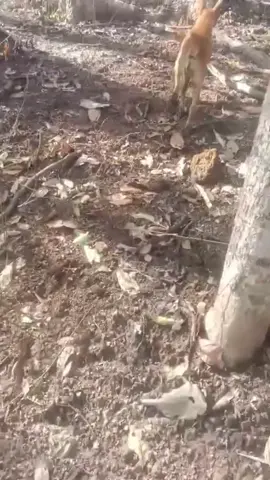 ฤดูแล้งงเริ่มมา หากินยากมากขึ้น🦮#นายพราน #หมาพราน #สายล่า 