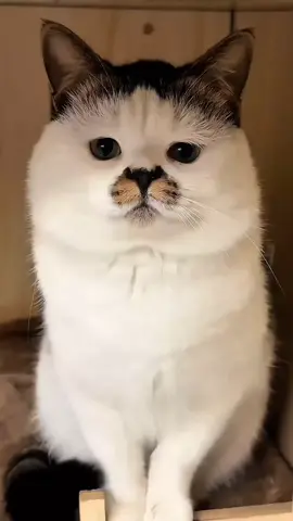 apakah benar? #katakata #humor #fyppppppppppppppppppppppp  #lakilaki #nikah 