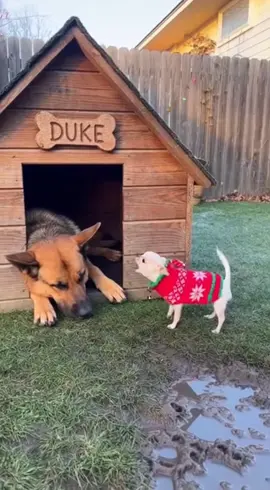 #funnydogs#dogsoftiktok#funnyvideos#fyp#dog