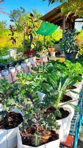 สวนผักเช้าๆเเสงเเดดอ่อนๆ สวนผักเคลภาคอีสาน #ผักเคล#เกษตรอินทรีย์ #ปลูกผัก #ปลูกผักเคลปลอดสาร #ผักสวนครัว