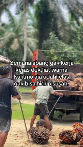 #kulisawit #petanisawit #petaniindonesia🇮🇩🇮🇩🇮🇩🌿🌿 #sawitontiktok #masukberandafyp 