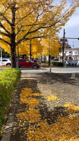 3 năm ở Nhật 1 thành phố 1 công việc 0 người đồng hành . Nhật Bản đẹp nhưng chán và cô đơn #xuhuong 