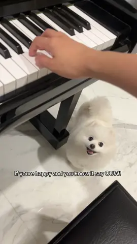Pov: buka kelas musik untuk anabul 🥰 #bingsoothepom #cutedog #singingdog #dogsofttiktok #pomeranian 