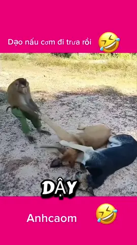 Dậy nấu cơm đi trưa rồi##anhcaom41##anhcaom41##anhcaom41
