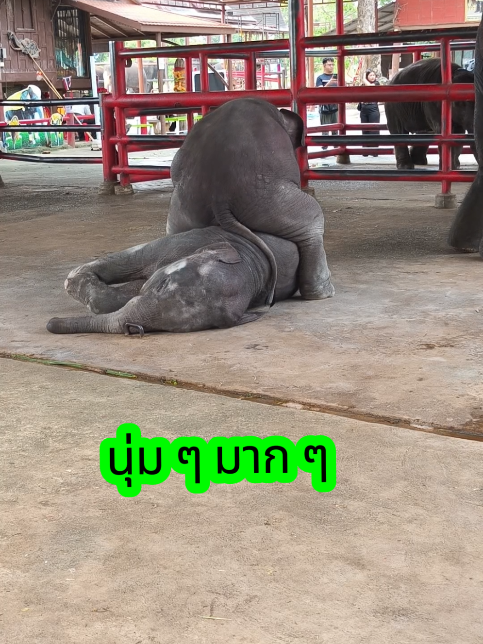 พี่ชายของหญิง ใจดี เล่นหยอกกัน ในตอนแม่หันหลัง ขอนั่งพี่แพร่บ 😁😁😆#elephant #ช้างแฝดอยุธยา #ลูกช้าง #animal #คลิปน่ารัก 