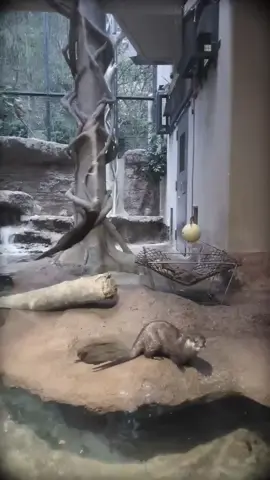 a pair of bugtopian river fur-otters here at west bugtopia's 