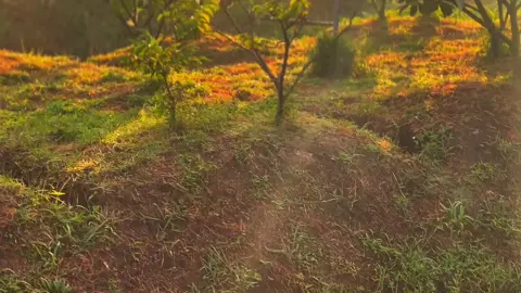 “Nghe mà nôn nao…#xuhuong #chill #mientay #tamtrang #tet 