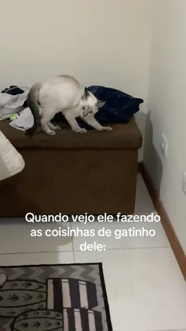 A cara dele 🤣🤣🤣🤣  #gatos #pets #viral #viralvideo #foryou