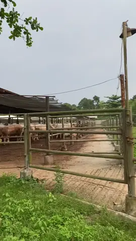 😇😇#zxycba #yzxcba #peternakmudaindonesia 