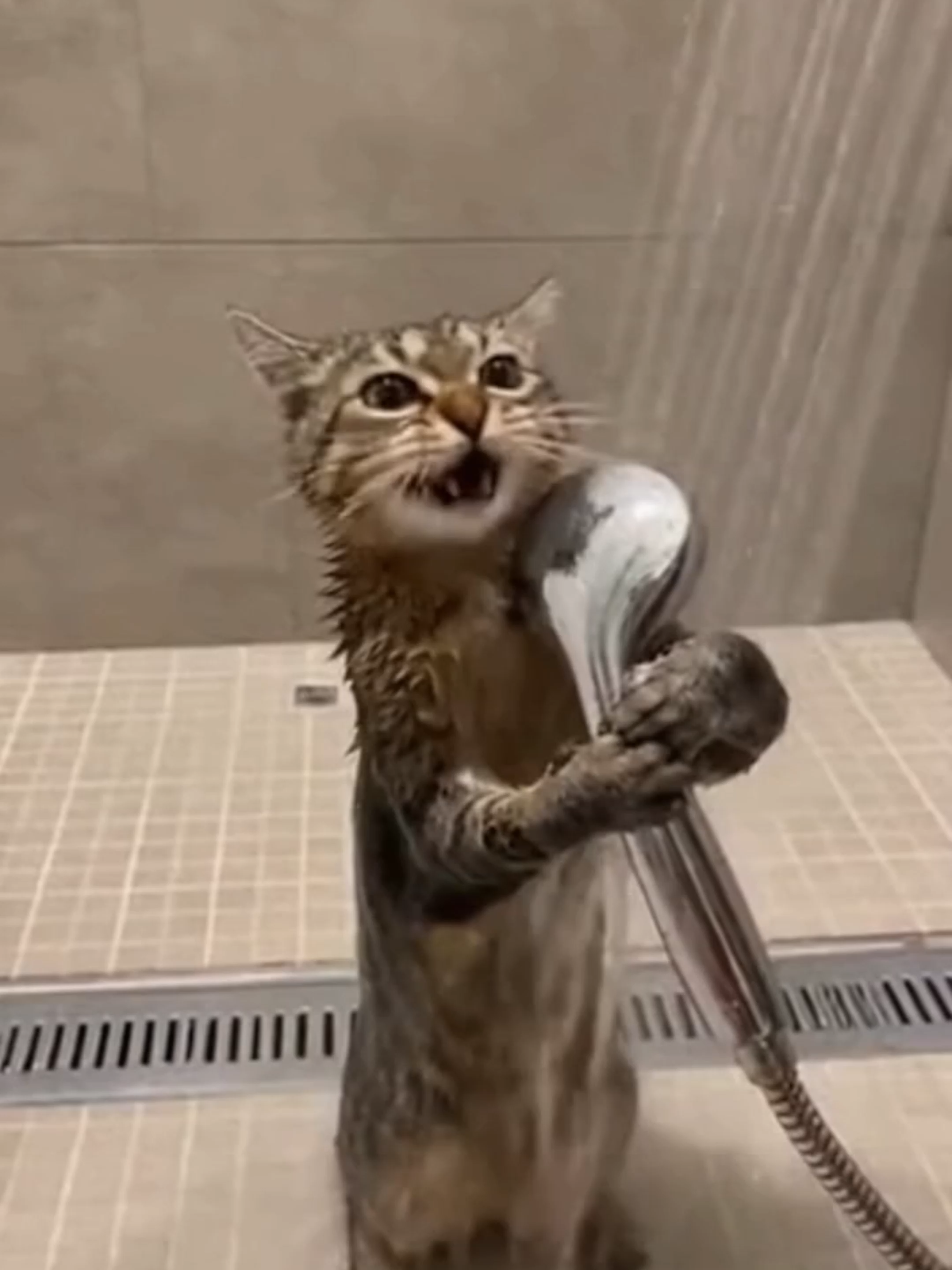 cat sings in shower, #cat #kitten #kitty #fy #fyp #short #funny #cute #adorable