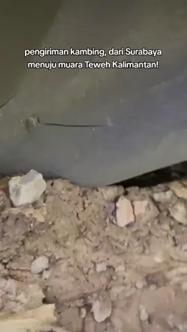 galeri expedisi, pengiriman Hewan tujuan pulau Kalimantan #fypシ゚ 