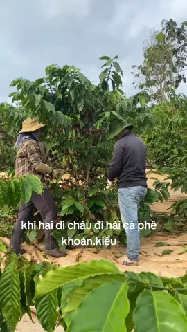 nếu không muốn nghe.dì nói nói nhiều,cố gắng hái nhanh đi 