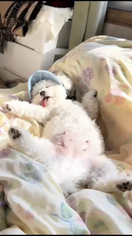 Ngủ say vắt lưỡi là có thật #pethouse #bichon #poodle #thucungdethuong 