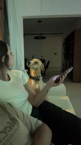 Familia con autoridad.  #perrosgraciosos #perro 