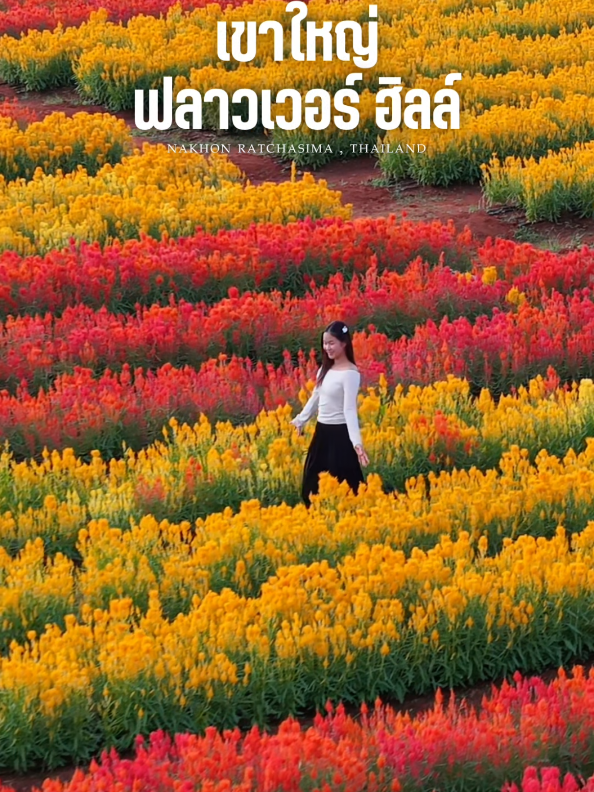 เปิดวันแรก วันพ่อที่ 5 ธันวาคมนี้ 💐🌺 แลนมาร์คใหม่ของเขาใหญ่ สวนดอกไม้ที่มี Sky Walk 📍เขาใหญ่ ฟลาวเวอร์ ฮิลล์  (Khaoyai Flowers Hill) #tiktokพาเที่ยว #สวนดอกไม้เขาใหญ่  #เขาใหญ่ #เที่ยวเขาใหญ่ #เขาใหญ่ฟลาวเวอร์ฮิลล์