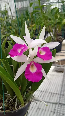 Chào ngày mới 🥰💞❤️  #Mikawa_K34 #xuhuongtiktok2025❤️🌈  #thinhhanhtiktok  #vuivemoingay❤️  #lovetiktok💗 