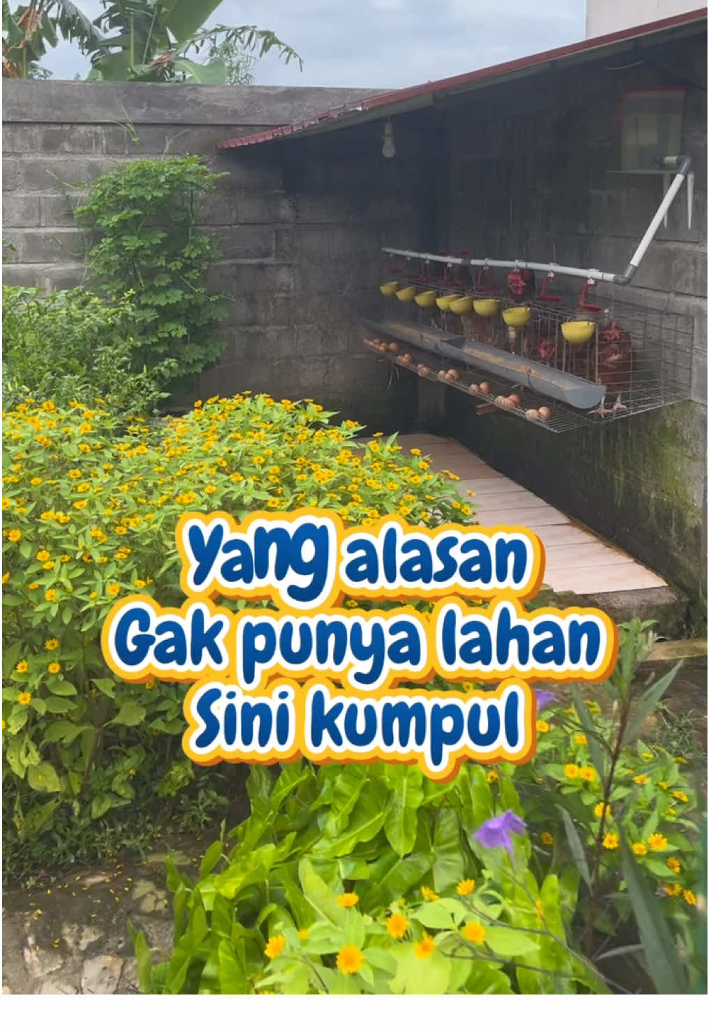ayo mulai dulu ternak dan menanam di sekitar rumahmu #mandiripangan #sejahtera #tips #ternak #berkebun