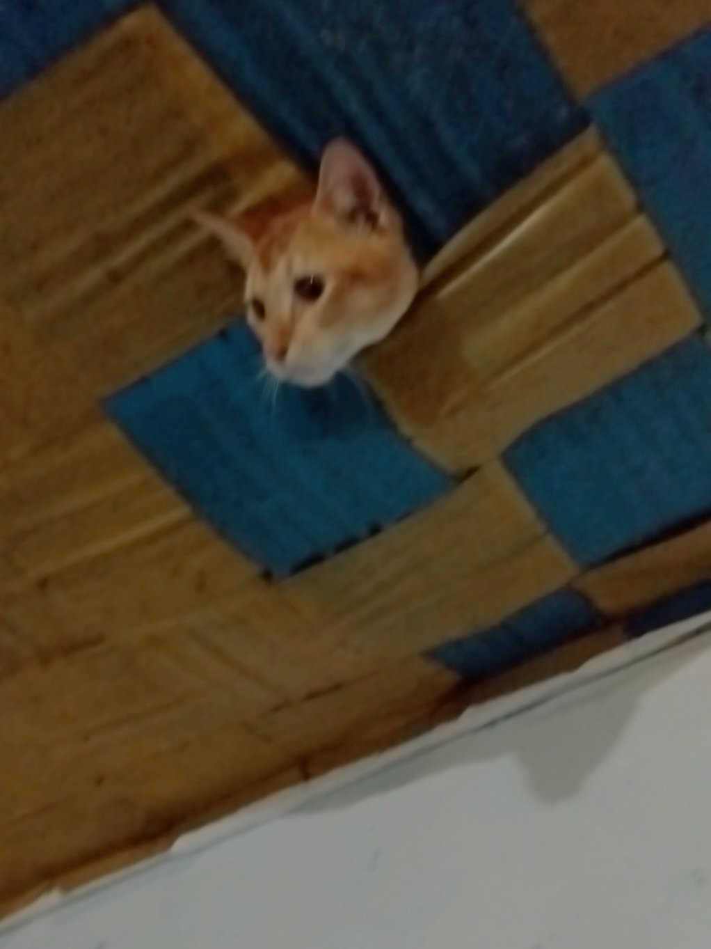 #flypシ #viral #viral #capcut 