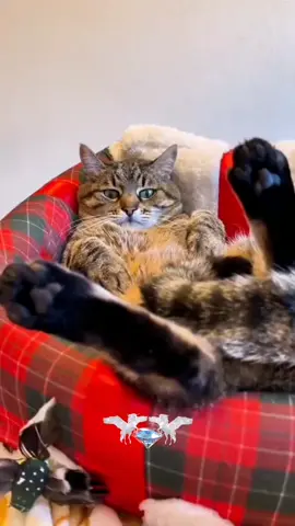 #начинаемутроспозитива #доброгоутречкадрузьямои💕💕🍰☕🍰☕💕💕 @natalianatalia_zzzzzzzzz @olga.00197 @tanialineva