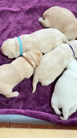 Uno de los Cachorros Guía hace berrinche si se aleja tan solo un poco de sus hermanos. Estos bebés labrador son futuros perra guía y los tengo bajo mi cuidado en la lactancia. Si quieres apoyar su entrenamiento, ve al perfil de @Perros Guía  #cachorros #perros #perrosguía #futurosperrosguía #labrador 