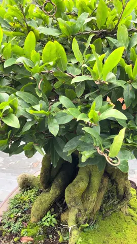 nút da phúc của vườn e#maivàngbonsai #caybonsai #maivàngghépdaphúc 