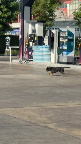 เช้าอันสดใสกับหมาเดินแปลก #หมา #fyp #หมาตลก 