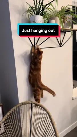 Never a dull moment with this one! 🙀 #alkalithecat #orangecatbehavior #funnycat #kittensoftiktok #orangecat 