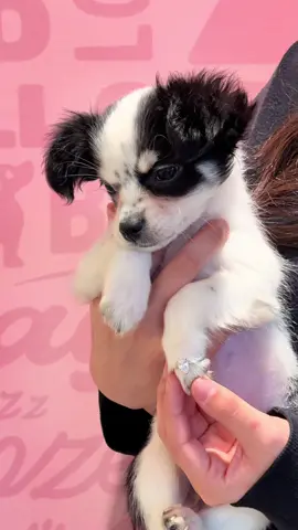 Berry the Chihuahua wanted to hop on this trend 🩷💍 #dogtok #chihuahua #ring #chihuahuapuppy #wagglesgreensboro 