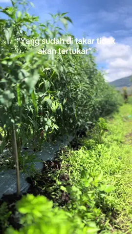 🤲🏻😁#petaniindonesia🇮🇩🇮🇩🇮🇩🌿🌿 #petanimilenial #fyp #cabaibalap #cabaikeriting 