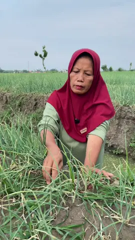 kios Alam tani kedawon larangan brebes,mnydiakn obat sgla penyakit bawang merah,dari obat uler, obat jamur, obat muntir, dan jga yg lainya, dan jga harga terjangkau