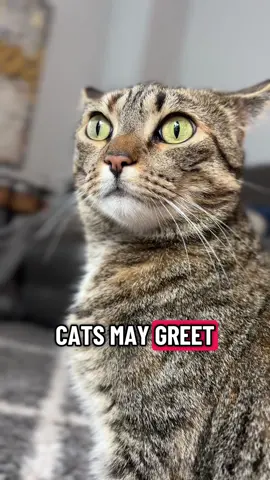 New study: cats meow louder for male owners than female owners #cats #meow #funny #tabbycat #pets