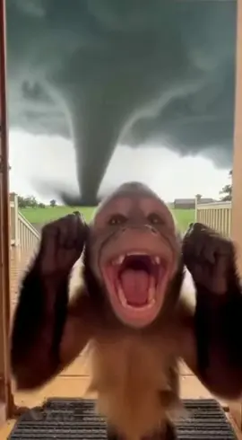 #monkey #monkeyvideo #fyp #funny #lifestory 