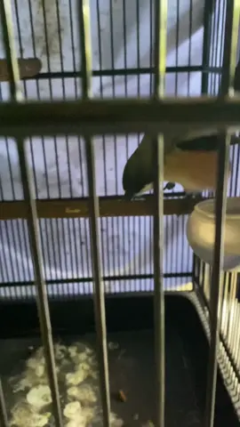 😅😅🤣#cendetlumajang #cendetjatim #cendetmadura #fypシ゚ #cendetmaniaindonesia 